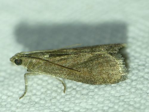 Assara conicolella